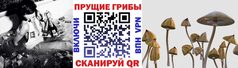 Псилоцибиновые грибы Cubensis  Купить закладки  Красный Сулин 